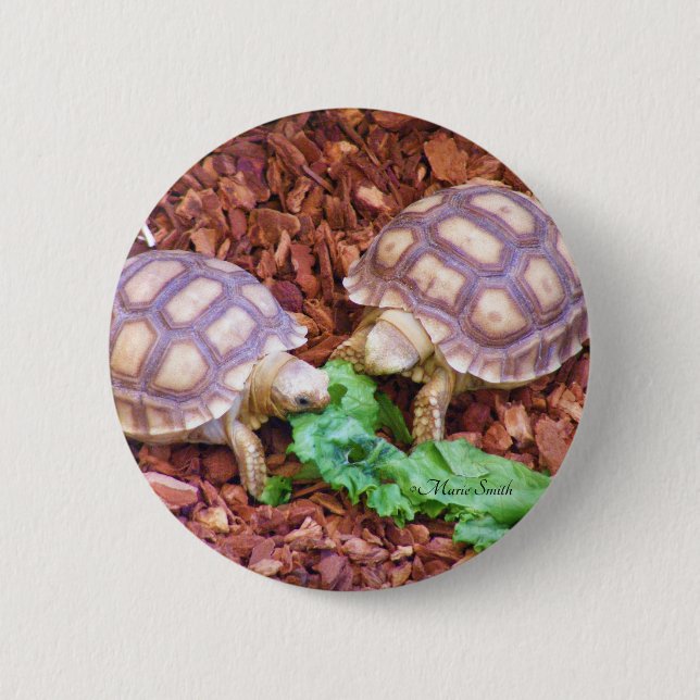 Sulcata sköldpaddaHatchlings Knapp (Framsida)