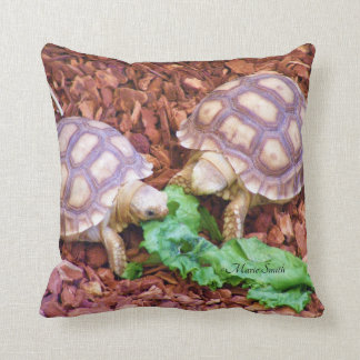 Sulcata sköldpaddaHatchlings Kudde
