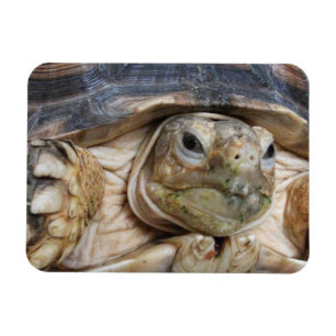 Sulcata Tortoise Ansikte Close-up Magnet