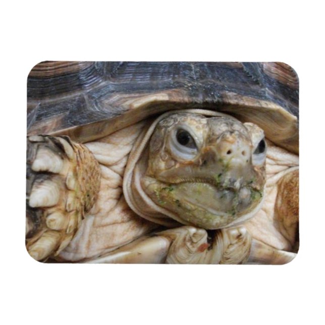 Sulcata Tortoise Ansikte Close up Magnet (Horisontell)