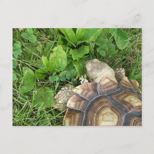 Sulcata Tortoise Eating Klöver och Plantain Vykort (Framsida)