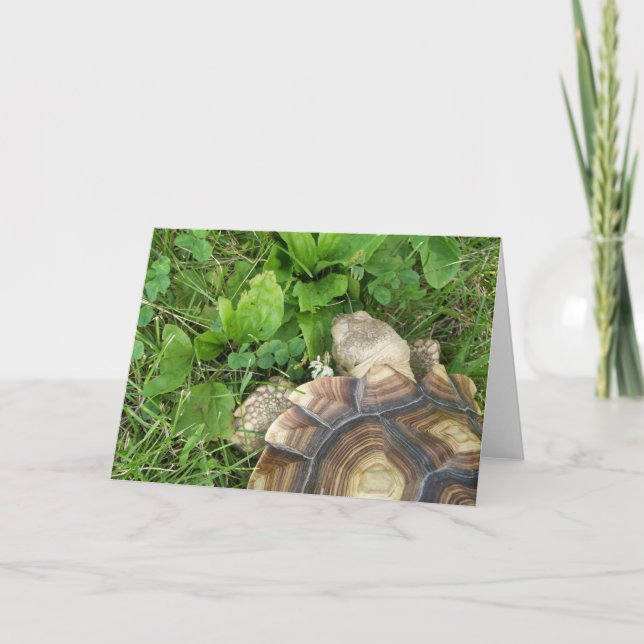 Sulcata Tortoise Eating Klöver, Plantain, i Grass Kort (Framsida)