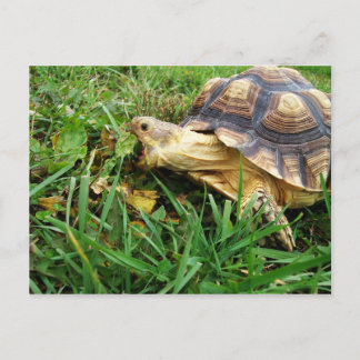 Sulcata Tortoise Grazing in Grass, Mouth Open Vykort