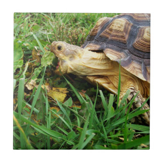 Sulcata Tortoise Grazing, Mouth Open, i Grass Kakelplatta