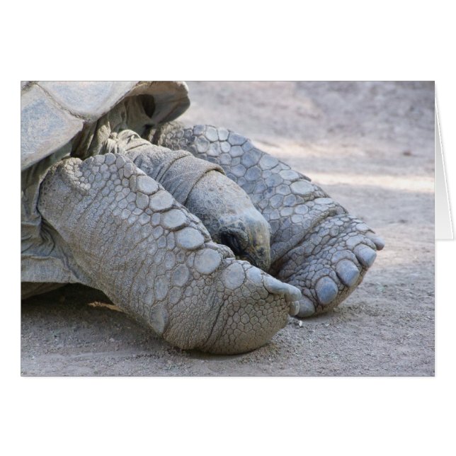 Sulcata Tortoise Hälsningskort (Framsidan Horizontal)