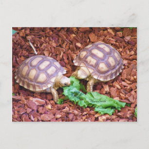 Sulcata Tortoise Hatchlings Vykort