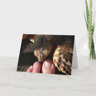 Sulcata Tortoise Inspection People Toes Kort