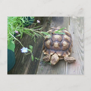 Sulcata Tortoise Lounging on Balcony Eating Flower Vykort