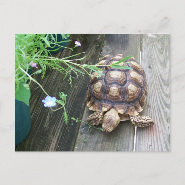Sulcata Tortoise Lounging on Balcony Eating Flower Vykort (Framsida)
