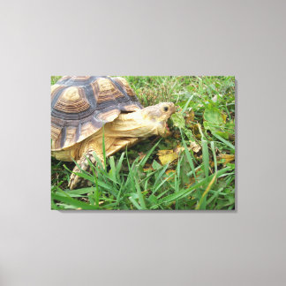 Sulcata Tortoise, Mouth Open, Grazing in Grass Canvastryck