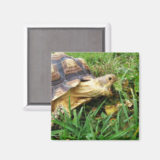Sulcata Tortoise Mouth Open Take Bita of Grass Magnet