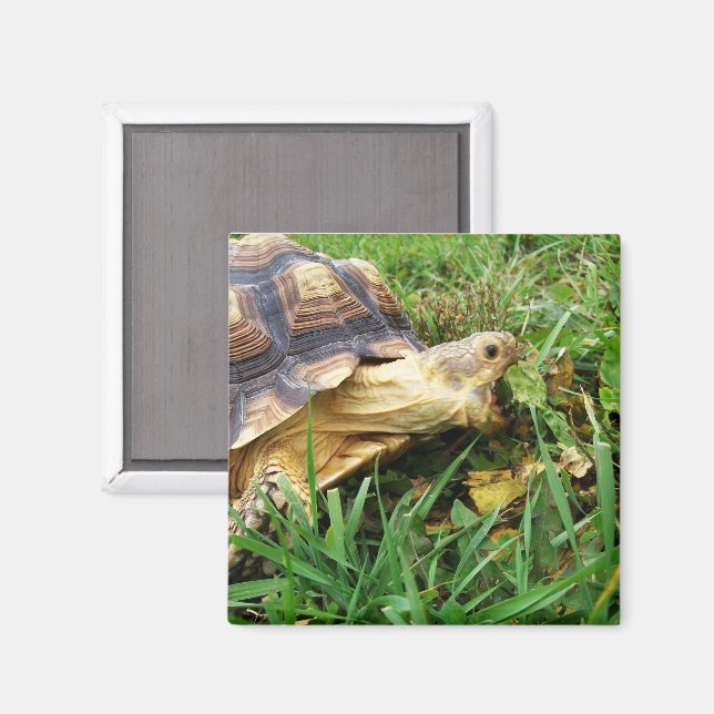Sulcata Tortoise Mouth Open Take Bita of Grass Magnet (Front/Back)
