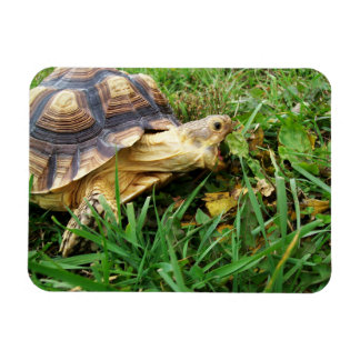 Sulcata Tortoise Mouth Open Take Bita of Grass Magnet