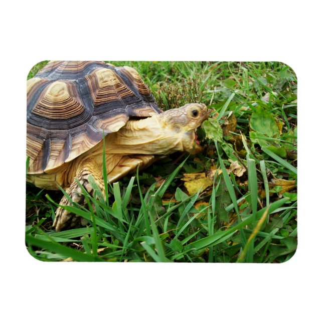 Sulcata Tortoise Mouth Open Take Bita of Grass Magnet (Horisontell)