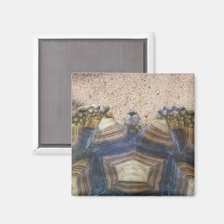 Sulcata Tortoise och Sand Magnet