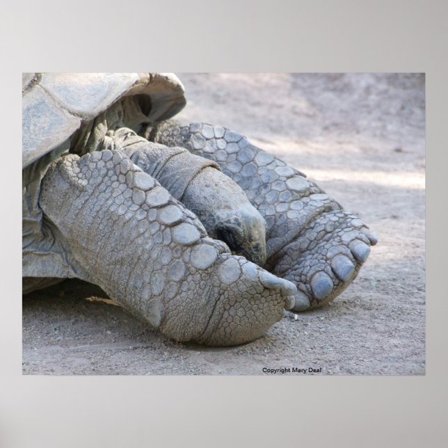 Sulcata Tortoise Poster (Framsidan)