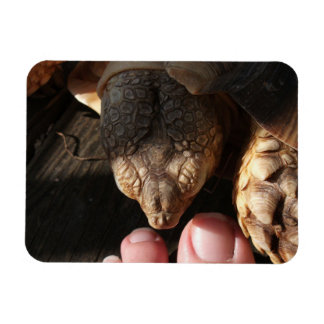 Sulcata Tortoise som bevakar People Toes Magnet