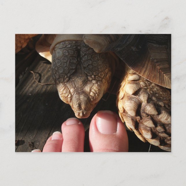 Sulcata Tortoise som tittar på människors leksaker Vykort (Framsida)