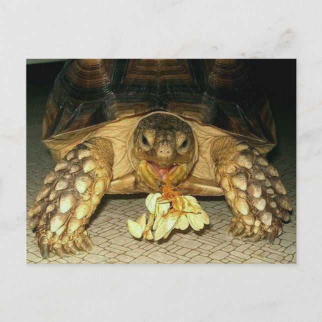 Sulcata Tortoise, Squash Seeds Hanging from Mouth Vykort (Framsida)