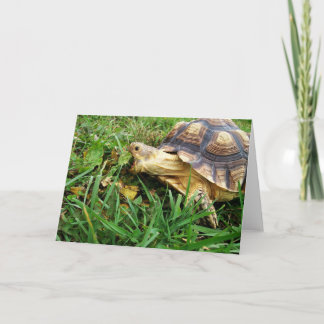 Sulcata Tortoise tar stor Bita av Dandelion Löv Kort