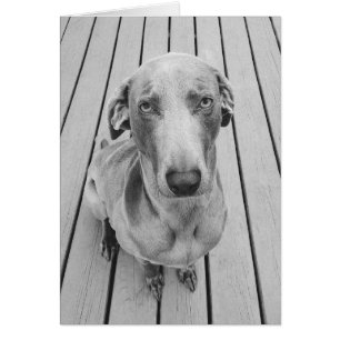 Sullen Weimaraner B&W Hälsningskort