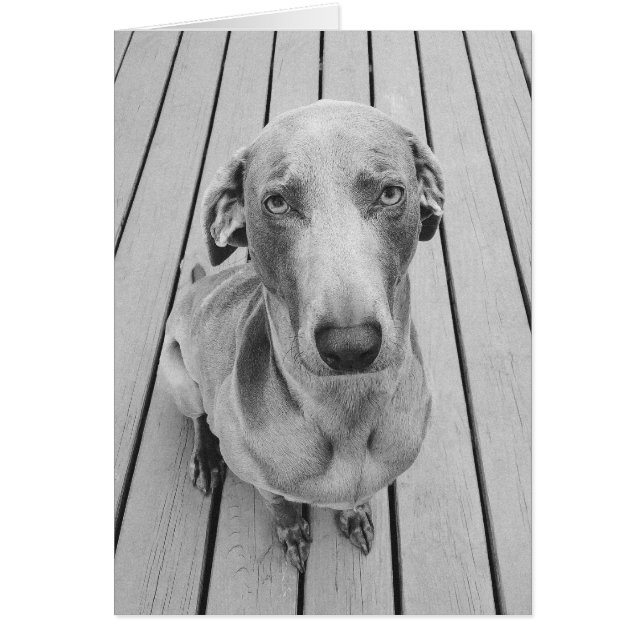 Sullen Weimaraner B&W Hälsningskort (Framsidan)