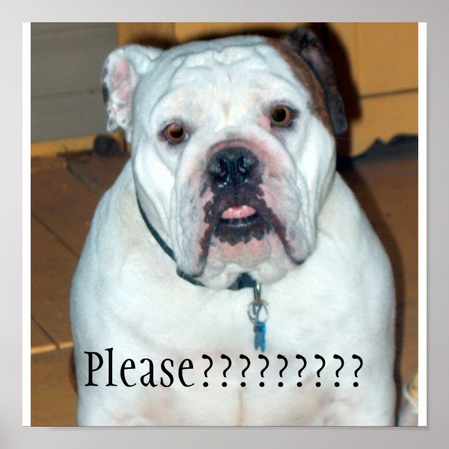 "Sullivan", den engelska bulldog/Poster Poster (Framsidan)