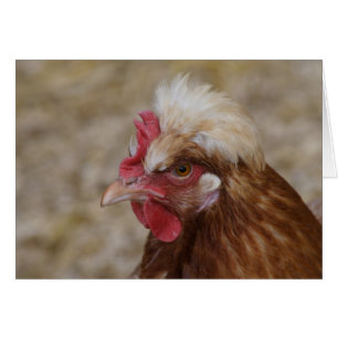 Sulmtaler Hen Hälsningskort