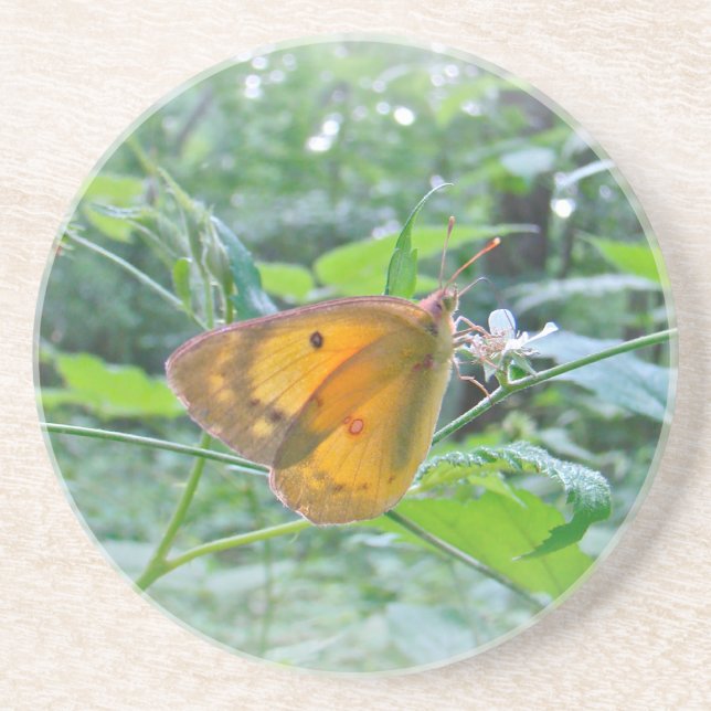 Sulpher Butterfly Underlägg Sandsten (Framsidan)