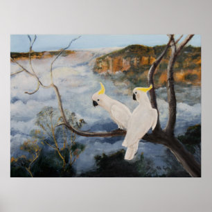 Sulphur krönade kakaduor i blåttbergen poster