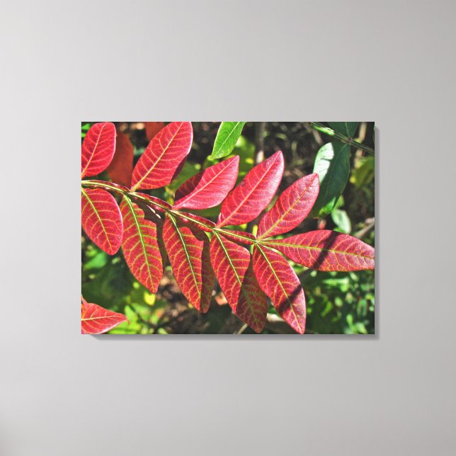 Sumac Löv på hösten Canvastryck (Framsida)