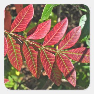 Sumac Löv på hösten Fyrkantigt Klistermärke