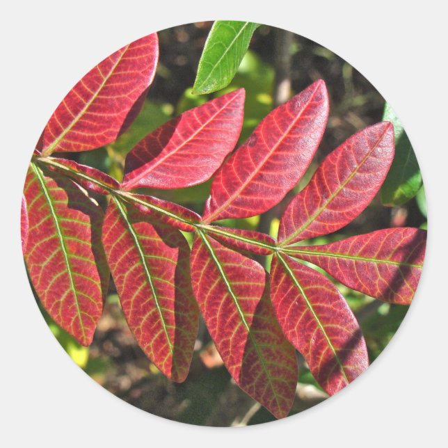 Sumac Löv på hösten Runt Klistermärke (Framsida)