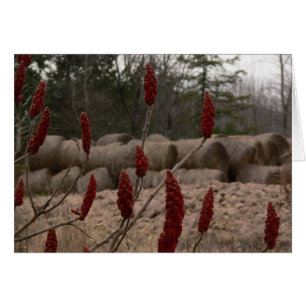 Sumac och hö hälsningskort
