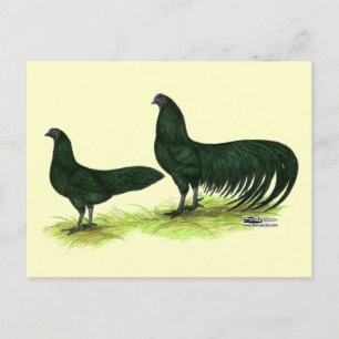 Sumatra Black Chickens Vykort