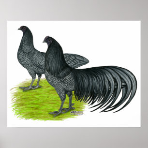 Sumatra: Blått parar Poster