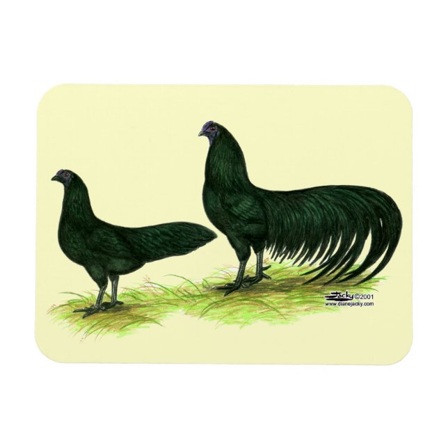 Sumatra svarta höns magnet (Horisontell)