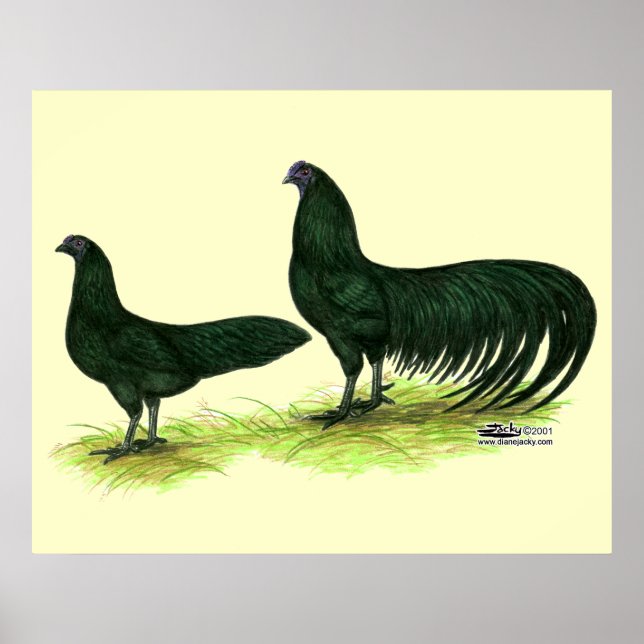 Sumatra svarta höns poster (Framsidan)