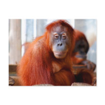 Sumatran Orangutan, Friendly och Intelligent