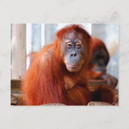 Sumatran Orangutan, Friendly och Intelligent Vykort