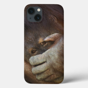 Sumatran Orangutan, Pongo pygmaeus