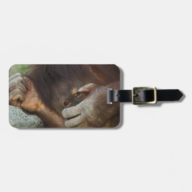 Sumatran Orangutan, Pongo pygmaeus Bagagebricka (Horisontell Framsida)