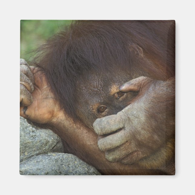 Sumatran Orangutan, Pongo pygmaeus Magnet (Framsidan)