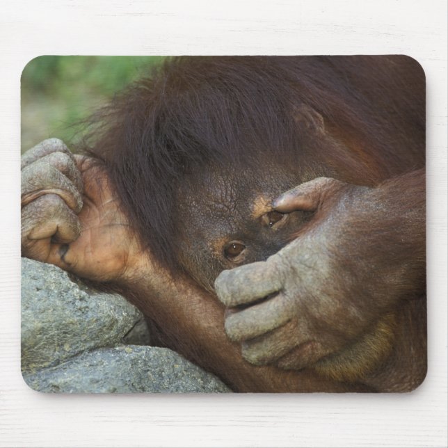 Sumatran Orangutan, Pongo pygmaeus Musmatta (Framsidan)