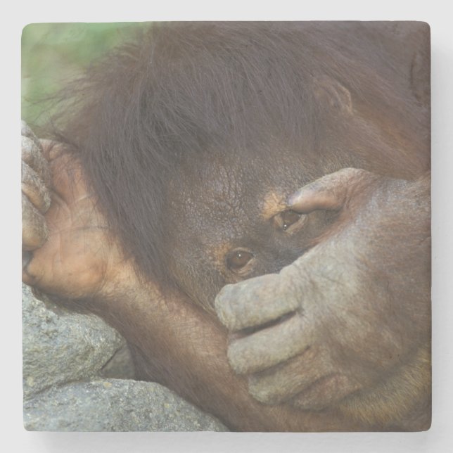 Sumatran Orangutan, Pongo pygmaeus Stenunderlägg (Framsidan)