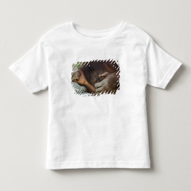 Sumatran Orangutan, Pongo pygmaeus Tröja (Framsida)