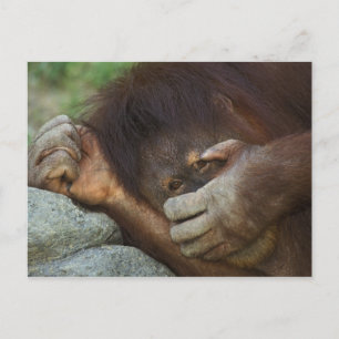 Sumatran Orangutan, Pongo pygmaeus Vykort