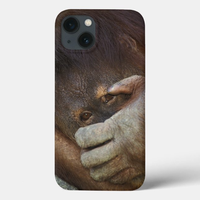Sumatran Orangutan, Pongopygmaeus (Baksida)