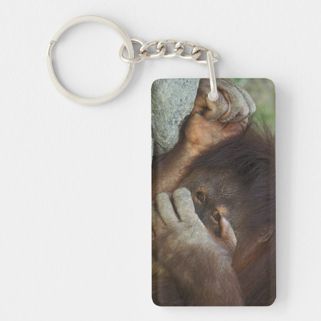 Sumatran Orangutang, Pongo pygmaeus (Framsidan)