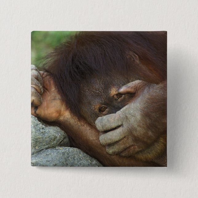 Sumatran Orangutang, Pongo pygmaeus Knapp (Framsida)